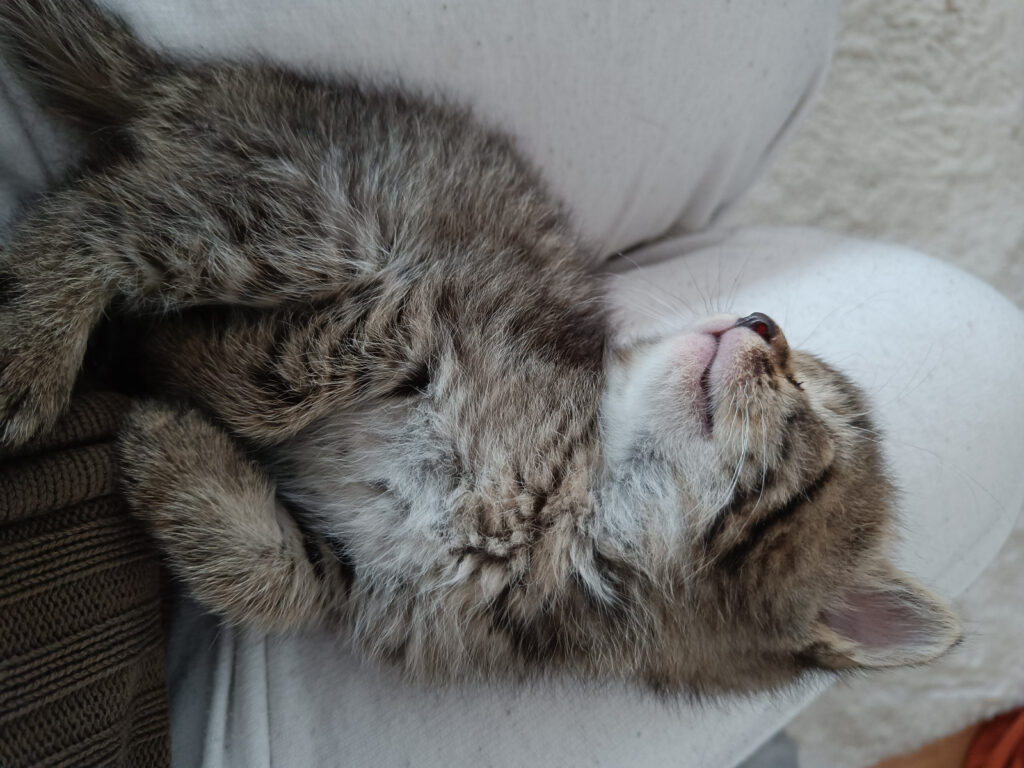 bei meiner neuen Mama ist es am schönsten